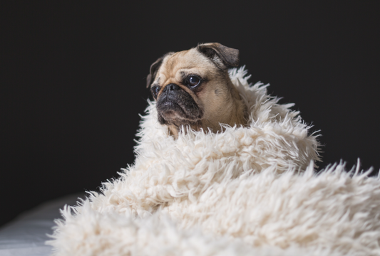 Image of dog wrapped up in blanket